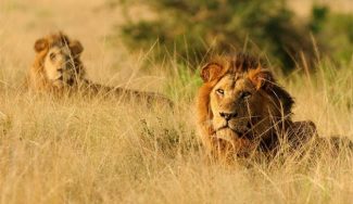 What Lions Can Teach Us About Professional Trading
