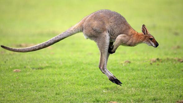 kangaroo