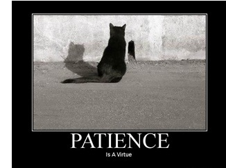 Patience cat thumb