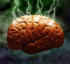 brain