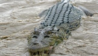What Crocodiles Can Teach You About Trading