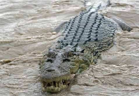 crocodile trading