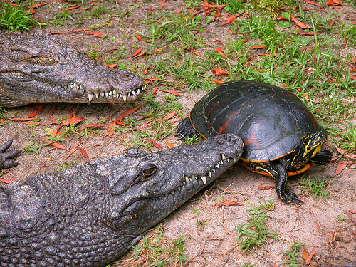crocodile and tortoise