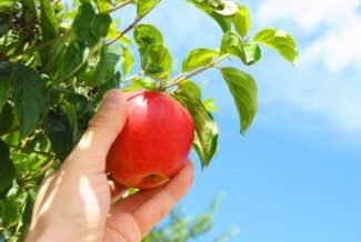 The Low-Hanging Fruit Trading Strategy