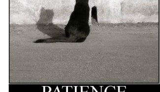 Trading With Patience – Ambushing Price Action Trade Setups