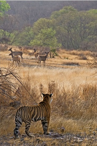 Bengal tiger and sambar deers, India